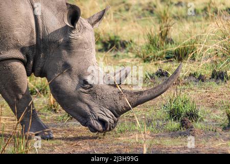 Uganda, Nakasongola District, Ziwa Nashornreservat, Weißes Nashorn Stockfoto