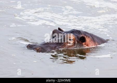 Uganda, Mbarara District, Mburo, Mburo Lake National Park, Hippopotamus Stockfoto