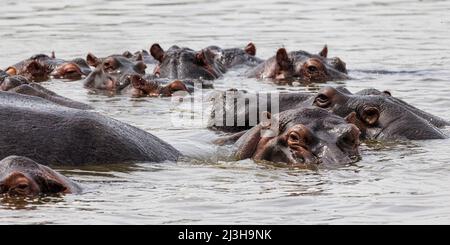 Uganda, Mbarara Distrikt, Mburo, Mburo Lake Nationalpark, Hippopotamus Stockfoto