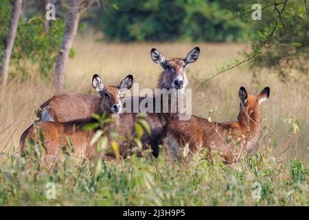 Uganda, Mbarara Distrikt, Mburo, Mburo Lake National Park, Wasserbock Stockfoto