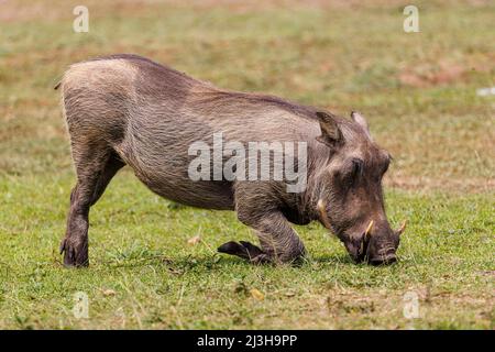 Uganda, Mbarara Bezirk, Mburo, Mburo See Nationalpark, warthog Stockfoto