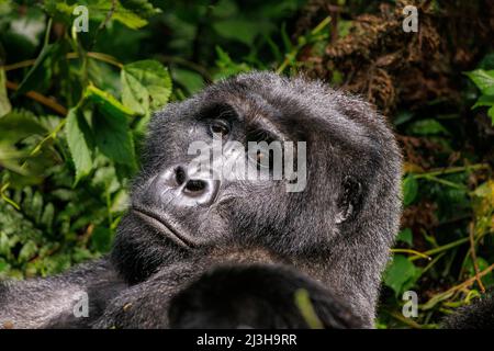 Uganda, Distrikt Kanungu, Ruhija, Bwindi Impenetrable National Park, von der UNESCO zum Weltkulturerbe erklärt, Silberrückengorilla Stockfoto