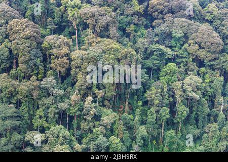 Uganda, Distrikt Kanungu, Ruhija, Bwindi Impenetrable National Park, der von der UNESCO zum Weltkulturerbe erklärt wurde, der undurchdringliche Wald Stockfoto