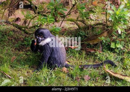 Uganda, Distrikt Kanungu, Ruhija, Bwindi Impenetrable National Park, von der UNESCO zum Weltkulturerbe erklärt, schwarz-weißer Kolobus Stockfoto