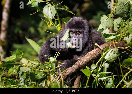 Uganda, Distrikt Kanungu, Ruhija, Bwindi Impenetrable National Park, von der UNESCO zum Weltkulturerbe erklärt, Berggorilla Stockfoto