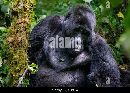 Uganda, Distrikt Kanungu, Ruhija, Bwindi Impenetrable National Park, von der UNESCO zum Weltkulturerbe erklärt, Silberrückengorilla Stockfoto