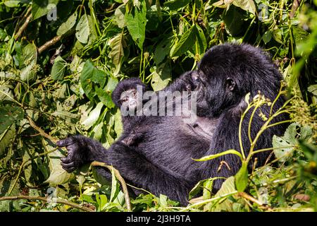 Uganda, Distrikt Kanungu, Ruhija, Bwindi Impenetrable National Park, der von der UNESCO zum Weltkulturerbe erklärt wurde, Berggorilla und sein Baby Stockfoto