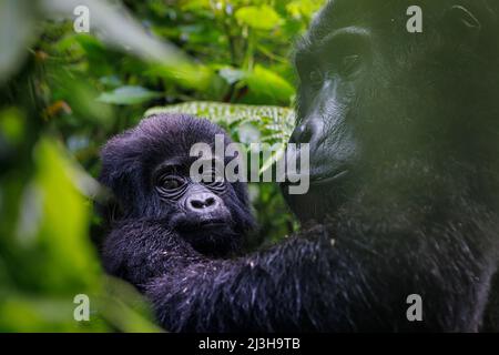 Uganda, Distrikt Kanungu, Ruhija, Bwindi Impenetrable National Park, der von der UNESCO zum Weltkulturerbe erklärt wurde, Berggorilla und sein Baby Stockfoto