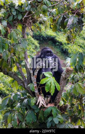 Uganda, Distrikt Kanungu, Ruhija, Bwindi Impenetrable National Park, von der UNESCO zum Weltkulturerbe erklärt, Berggorilla Stockfoto