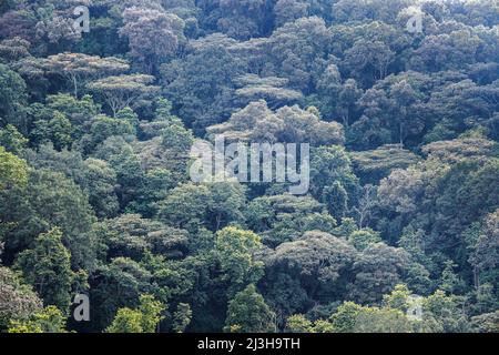 Uganda, Distrikt Kanungu, Ruhija, Bwindi Impenetrable National Park, der von der UNESCO zum Weltkulturerbe erklärt wurde, der undurchdringliche Wald Stockfoto