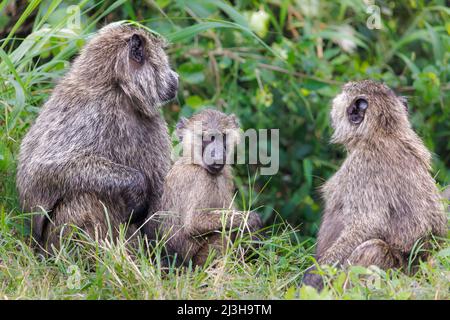 Uganda, Rubirizi District, Katunguru, Queen Elizabeth National Park, Pavian Stockfoto
