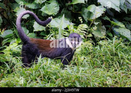 Uganda, Distrikt Kanungu, Ruhija, Bwindi Impenetrable National Park, von der UNESCO zum Weltkulturerbe erklärt, schwarz-weißer Kolobus Stockfoto