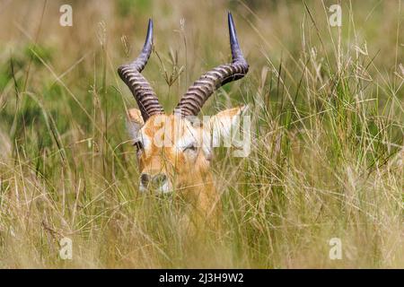 Uganda, Rubirizi District, Katunguru, Queen Elizabeth National Park, ugandischer Kob Stockfoto