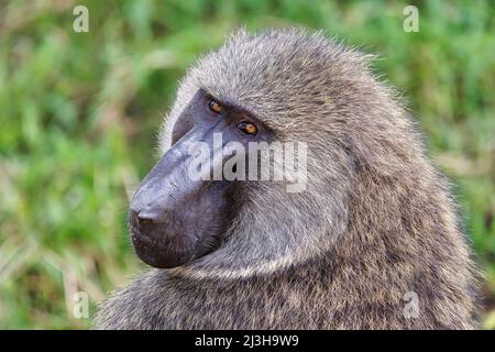 Uganda, Rubirizi District, Katunguru, Queen Elizabeth National Park, Pavian Stockfoto