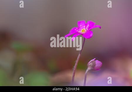 Liverwort Hepatica nobilis blüht auf einem Waldboden am sonnigen Nachmittag. Frühling lila Blüten Hepatica nobilis im Wald. Rosa Blüten von Stockfoto