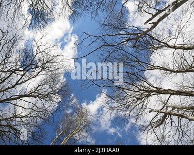 Blick in den Himmel durch silberne Birken in Wisley und Ockham Common, Chatley Heath, Surrey, Großbritannien. Stockfoto