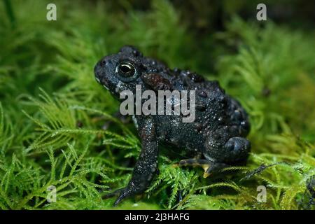 Nahaufnahme einer jungen, dunklen Westernkröte, Anaxyrus boreas, die in der Nacht auf grünem Moos sitzt Stockfoto