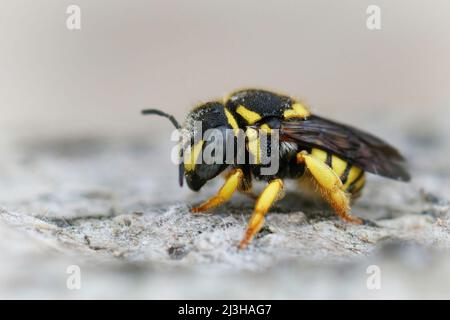 Nahaufnahme einer weiblichen europäischen Rotunde-Harzbiene, Anthidiellum strigatum, die in Südfrankreich auf Holz sitzt Stockfoto