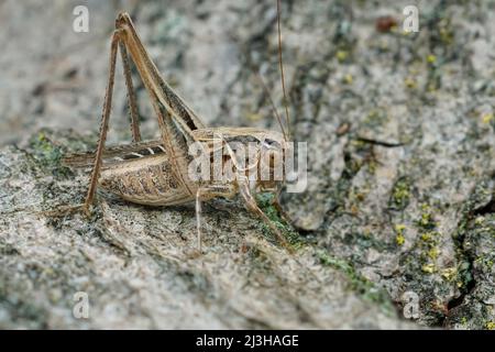 Detaillierte Nahaufnahme eines braun-gefleckten Buschgrille, Platycleis tessellata, der in Südfrankreich auf einem Stück Holz sitzt Stockfoto