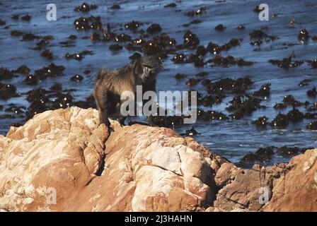 Nahaufnahme eines großen männlichen Baboons, der auf einer roten Felsformation mit dem Meer direkt dahinter läuft. Beachten Sie das Sonnenlicht, das vom Kelp abstrahlt. Stockfoto