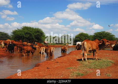 Ranching in Südafrika. Eine Herde Afrikaner-Rinder, die sich in einem Fluss abkühlt. Beachten Sie den fliegenden Vogel. Stockfoto