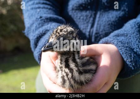 Person mit einem dreitägigen Inkubator geschlüpft emu Küken hat seine erste Erfahrung im Freien. Stockfoto