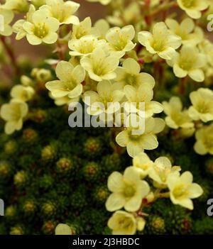 Nahaufnahme der gelben Blüten von Saxifraga Gelber Findling. Stockfoto