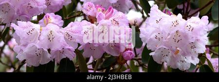 Nahaufnahme der üppigen rosa und weißen Blüten von Rhododendron oreodoxa. Stockfoto