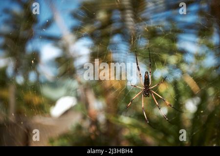 Nahaufnahme einer großen Spinne auf dem Netz gegen tropische Bäume auf den Seychellen. Stockfoto