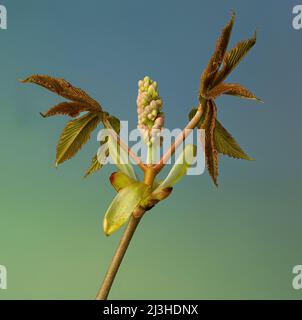 Blütenknospe und Blätter, die im frühen Frühjahr aus dem Zweig des roten buckeye-Baumes (Aesculus pavia) im zentralen Garten von Virginia hervorgehen. Stockfoto