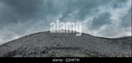 Schneebedeckter Tannenwald in den Rhodopen in Bulgarien Stockfoto