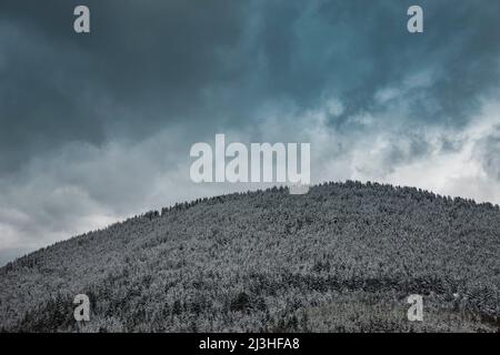 Schneebedeckter Tannenwald in den Rhodopen in Bulgarien Stockfoto