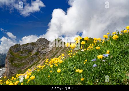 Blühende gelbe Trollblumen (Trollius) in den Alpen. Rofan, Tirol, Österreich Stockfoto