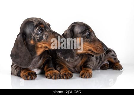Ein Paar glatter Dackel-Welpen aus Marmor wurde vom Fotoshooting müde und schlief übereinander, isoliert auf Weiß, ein Stockfoto