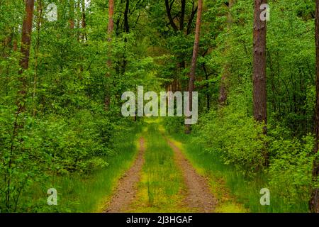 Waldstraße in einem Mischwald im Frühjahr, junge Laubbäume und Sträucher mit neuen frischen grünen Blättern auf dem Weg Stockfoto