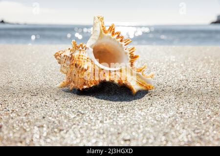 Große Schnecke am Strand Stockfoto