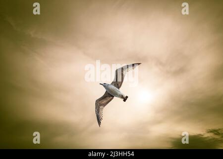 Eine Möwe fliegt in den Himmel Stockfoto