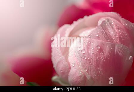 Extreme Nahaufnahme von rosa Blume. Floraler Hintergrund Stockfoto