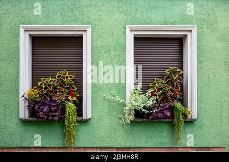 Zwei Fenster auf einer grünen Fassade mit geschlossenen Fensterläden und Blumendekorationen Stockfoto