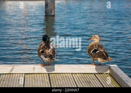 Zwei Enten auf einem Holzdock am Hafen Stockfoto