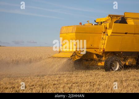 Mähdrescher bei der Arbeit in einem Feld Stockfoto