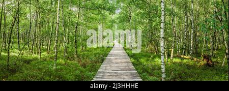 Boardwalk durch den Karpatenbirkenwald im Roten Moor in der Hessischen Rhön Stockfoto