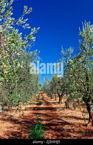 Olivenhain mit Reihen von Olivenbäumen unter blauem Himmel in Italien, Apulien Stockfoto