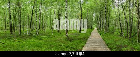 Boardwalk durch den Karpatenbirkenwald im Roten Moor in der Hessischen Rhön Stockfoto