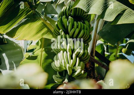 Bananenbaum, Musa, Plantage, Madalena do Mar, Madeira, Portugal, Europa Stockfoto