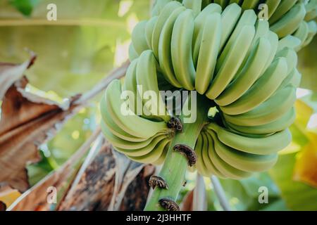 Bananen, Bananenbaum, Musa, Plantage, Madalena do Mar, Madeira, Portugal, Europa Stockfoto