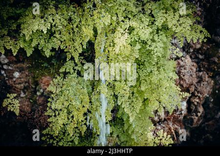 Gewöhnlicher Maidenhair-Farn, Adiantum capillus-veneris, Maidenhair-Farn, Maidenhair, Venushaar, Botanischer Garten, Monte, Funchal, Madeira, Portugal, Europa Stockfoto