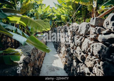 Fußweg durch Bananenplantage, Bananen, Musa, Madalena do Mar, Madeira, Portugal, Europa Stockfoto