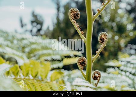 Bracken Farn, Pteridium aquilinum, Botanischer Garten, Monte, Funchal, Madeira, Portugal, Europa Stockfoto