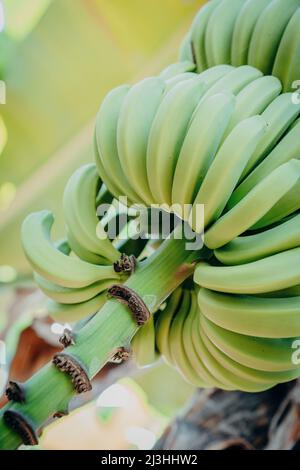 Bananen, Bananenbaum, Musa, Plantage, Madalena do Mar, Madeira, Portugal, Europa Stockfoto